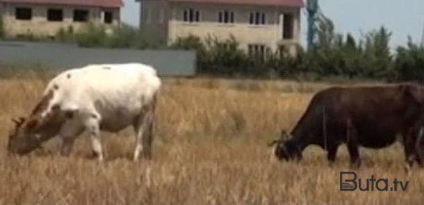  Şəmkirdə bir saatda 36 baş inək tələf oldu - Video  