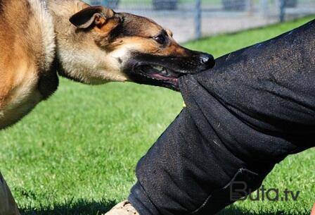  Qobuda itlər 10 yaşlı uşağı parçaladı - Video  