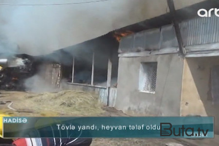  Goranboyda tövlə yandı: 230 baş heyvan tələf oldu  