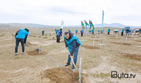  AZAL-ın əməkdaşları 600-dən çox ağac əkdi - Video  