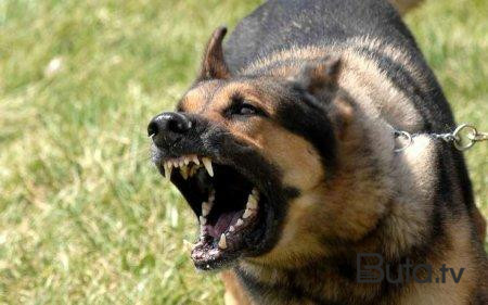  İtlərin hücumuna məruz qalan uşağın son vəziyyəti - Foto  