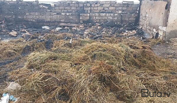  Goranboyda ferma yandırıldı, 230 baş heyvan tələf oldu  