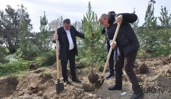  İcra başçısı və YAP sədri ağacəkmə aksiyasında – Foto  