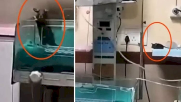 Siçan yeni doğulan körpələri dişləyib öldürdü - VİDEO 