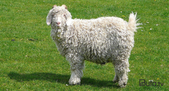  Çəpiş ətinə tələbat niyə artıb? - Video  