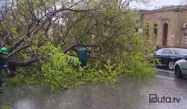  Bu ərazidə ağac aşdı, yol bağlandı  