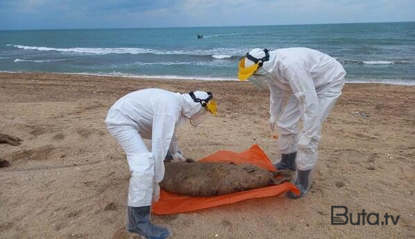  Xəzərdə 97 suitinin cəsədi aşkarlandı  