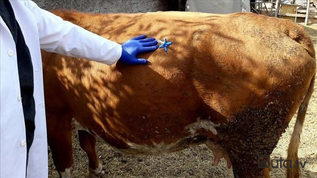  Bu heyvanların bazarlara girişinə məhdudiyyət tətbiq edilir  