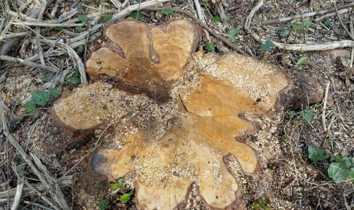  Qızılağaclar kəsildi: saxlanılanlar var  