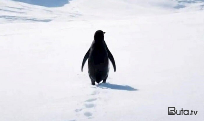  Trenddən düşməyən “nihilist pinqvin”lə bağlı izah - Video  