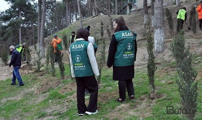  Sumqayıtda genişmiqyaslı ağacəkmə aksiyası keçirildi  