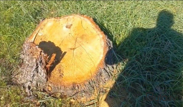  15 ağac kəsildi: cinayət işi açıldı  