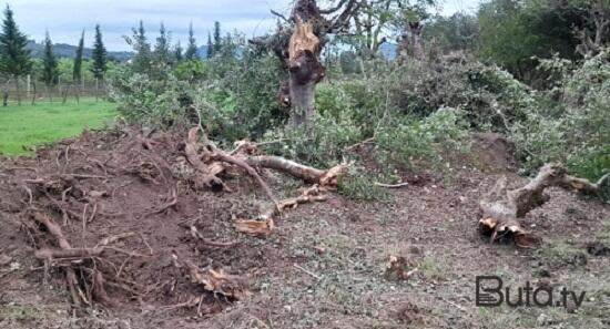  Bakı, Gəncə və Zərdabda ağaclar kəsildi: 123 minlik ziyan...  