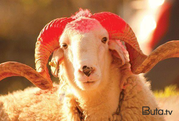  Qurbanlıq heyvanlar neçəyədir? - Video  